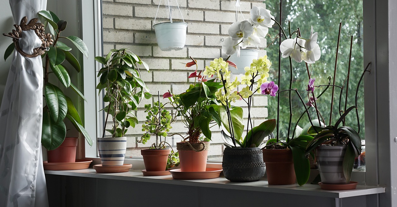 Toda mujer debería tener esta planta en su casa: ¡no cometas este error tan común y te durará años!