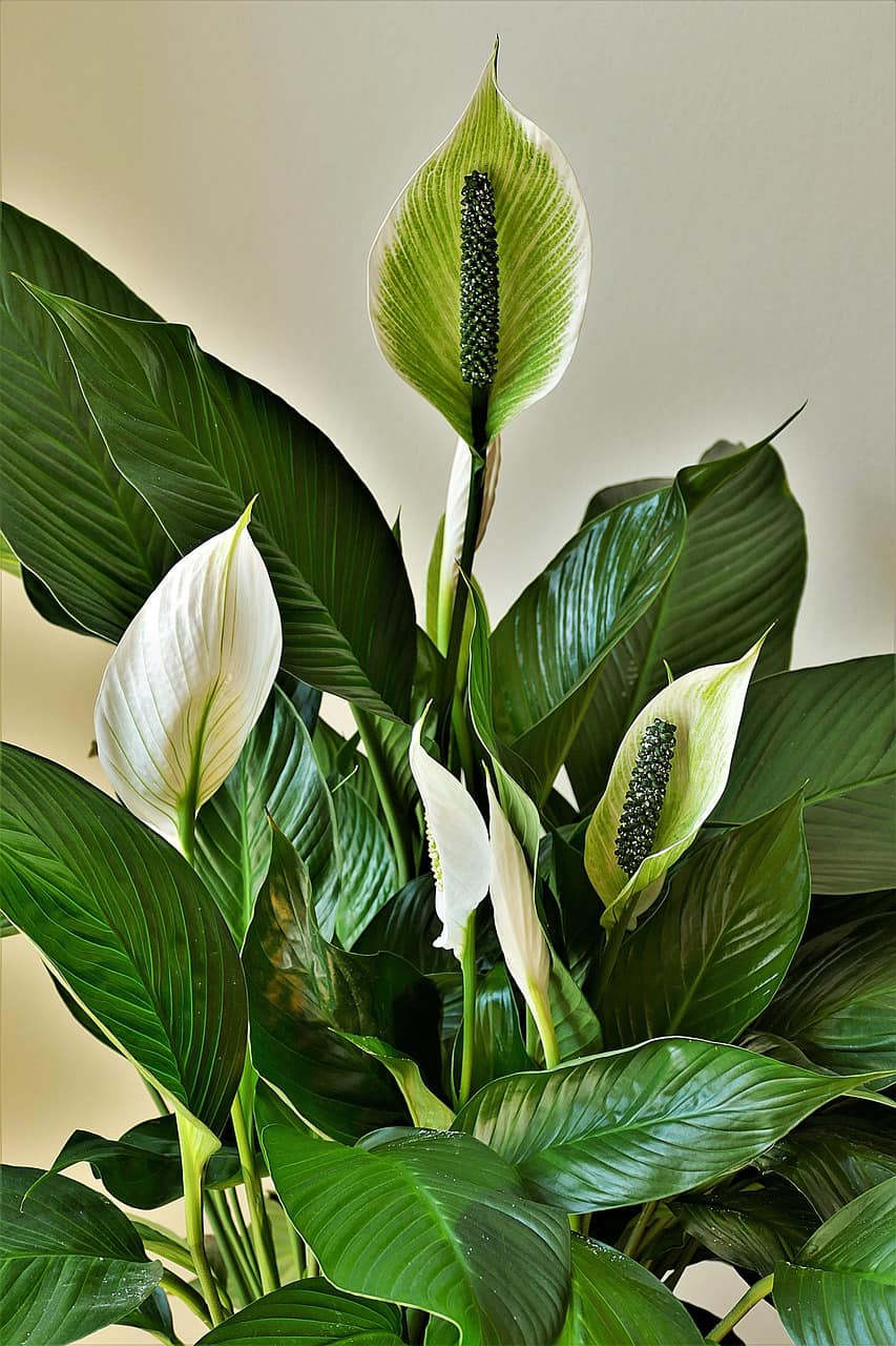 Toda mujer debería tener esta planta en su casa: ¡no cometas este error tan común y te durará años!