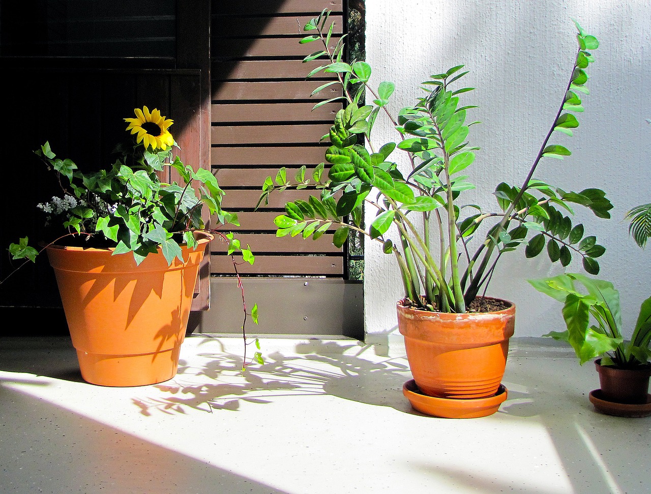 Toda mujer debería tener esta planta en su casa: ¡no cometas este error tan común y te durará años!