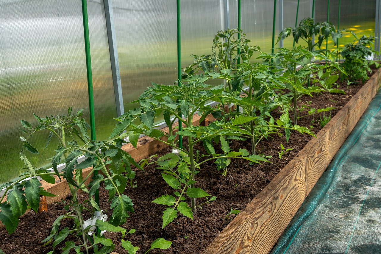 Los jardineros están entusiasmados: compran refrescos por cartones, ¡la razón es sencillamente asombrosa!